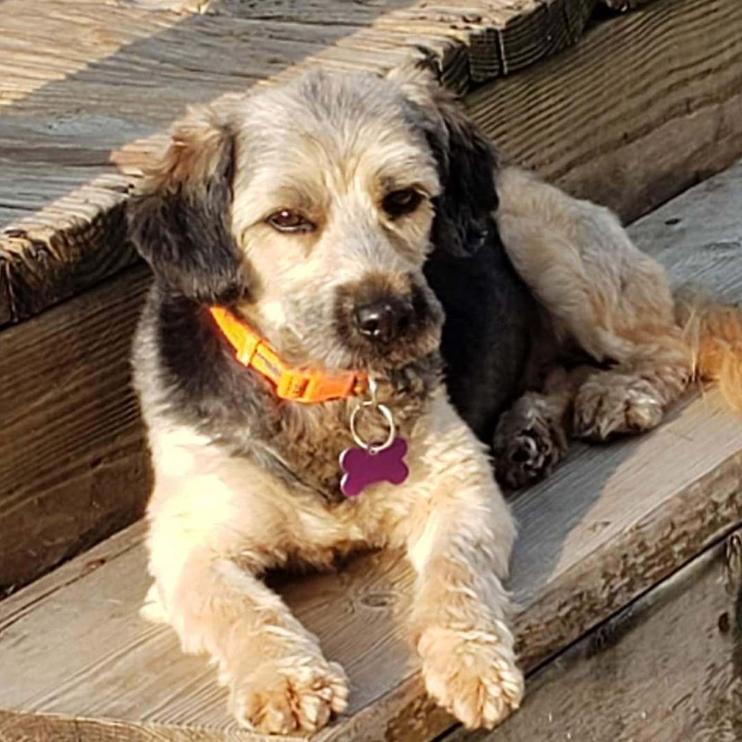 Toby, a Adoptable mixed breed in Livonia, MI image 1/13