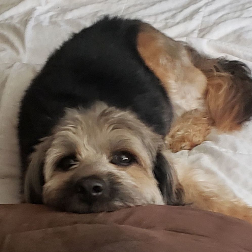 Toby, a Adoptable mixed breed in Livonia, MI image 2/13