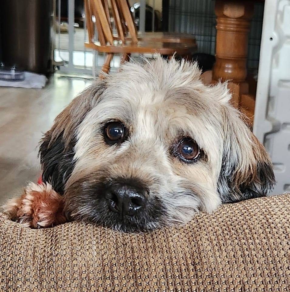 Toby, a Adoptable mixed breed in Livonia, MI image 3/13