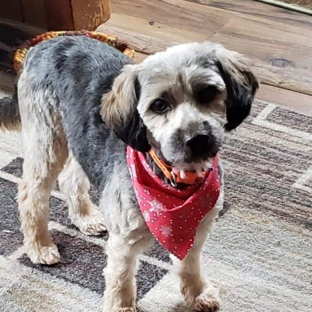 Toby, a Adoptable mixed breed in Livonia, MI image 4/13