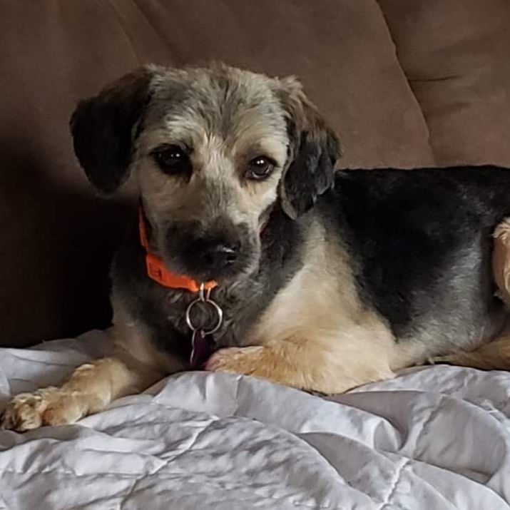 Toby, a Adoptable mixed breed in Livonia, MI image 5/13