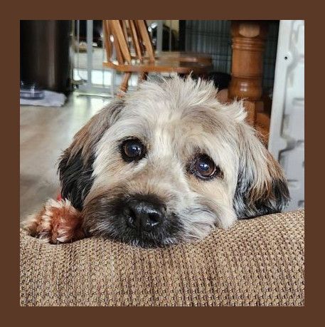 Toby, a Adoptable mixed breed in Livonia, MI image 6/13