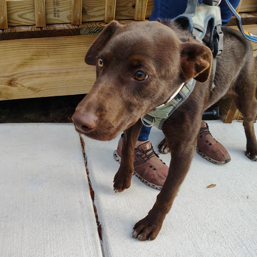 Enlarge Poppy, a Adoptable mixed breed in Wilmington, NC image 3/6