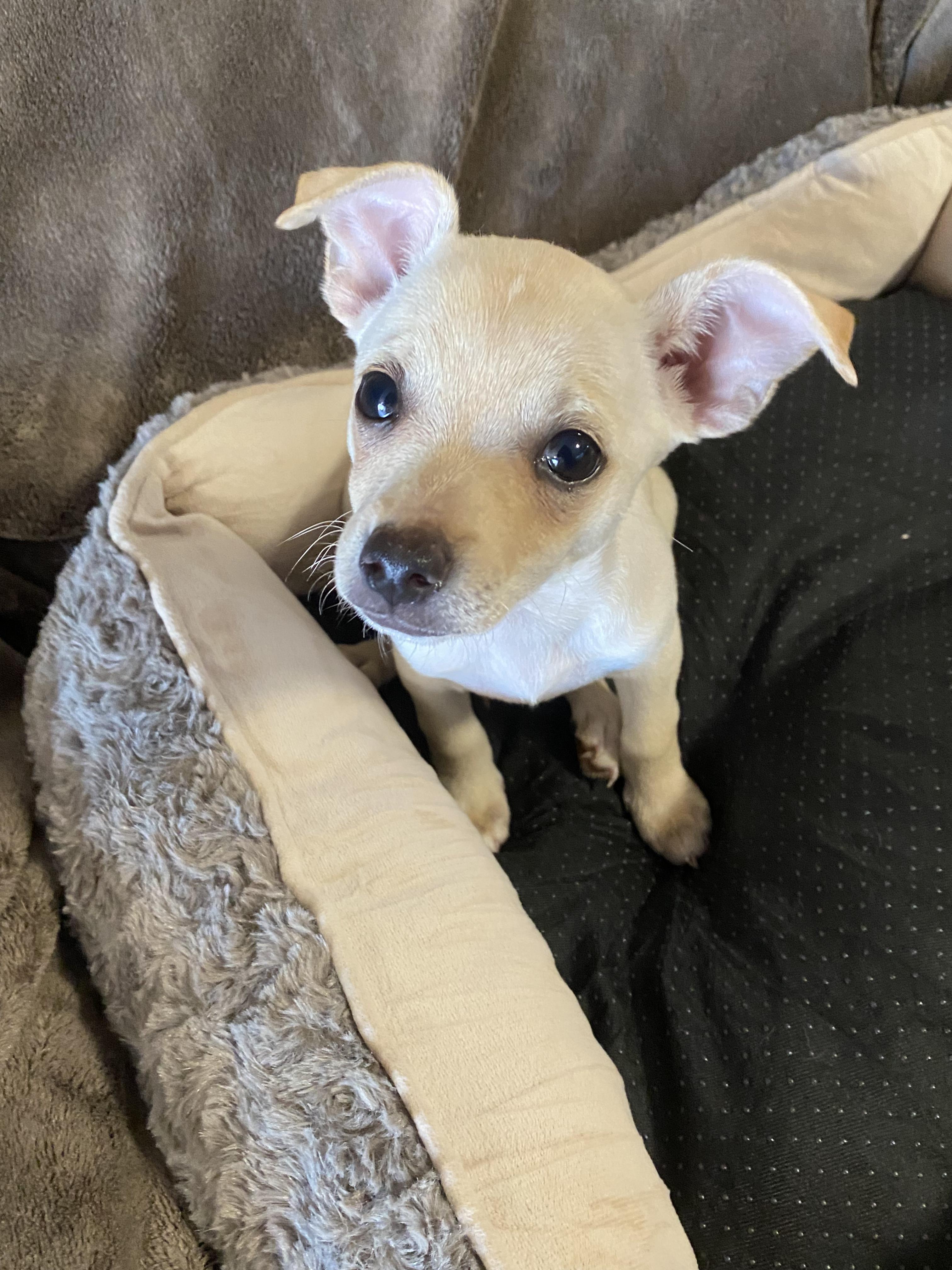 Enlarge Sky, a ADOPTABLE mixed breed in Oakland, CA image 6/6
