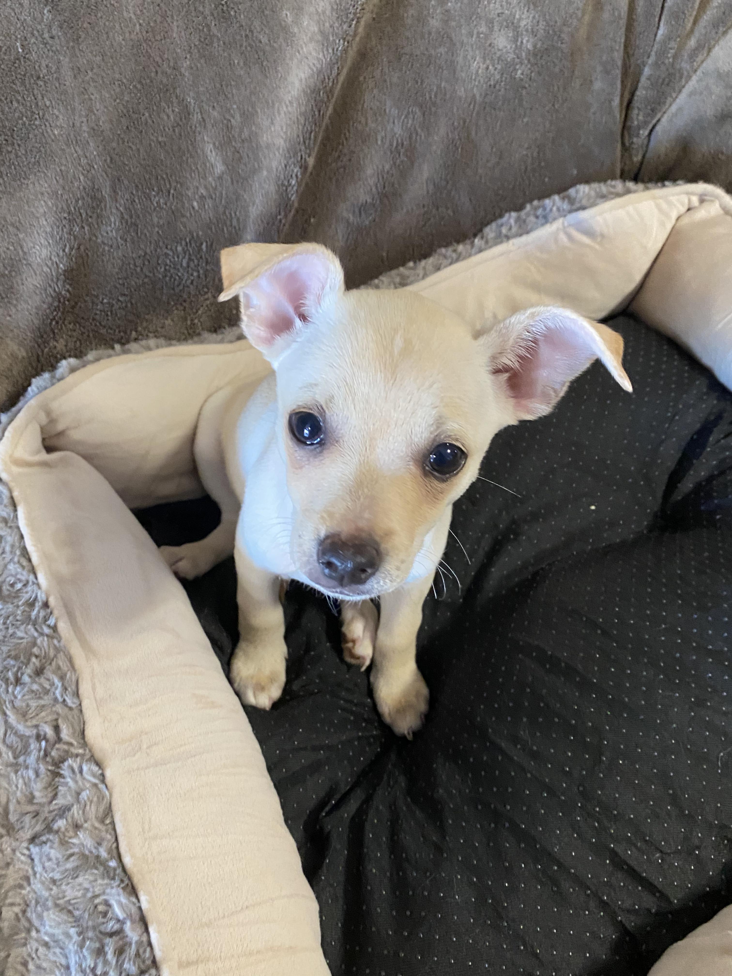 Enlarge Sky, a ADOPTABLE mixed breed in Oakland, CA image 4/6