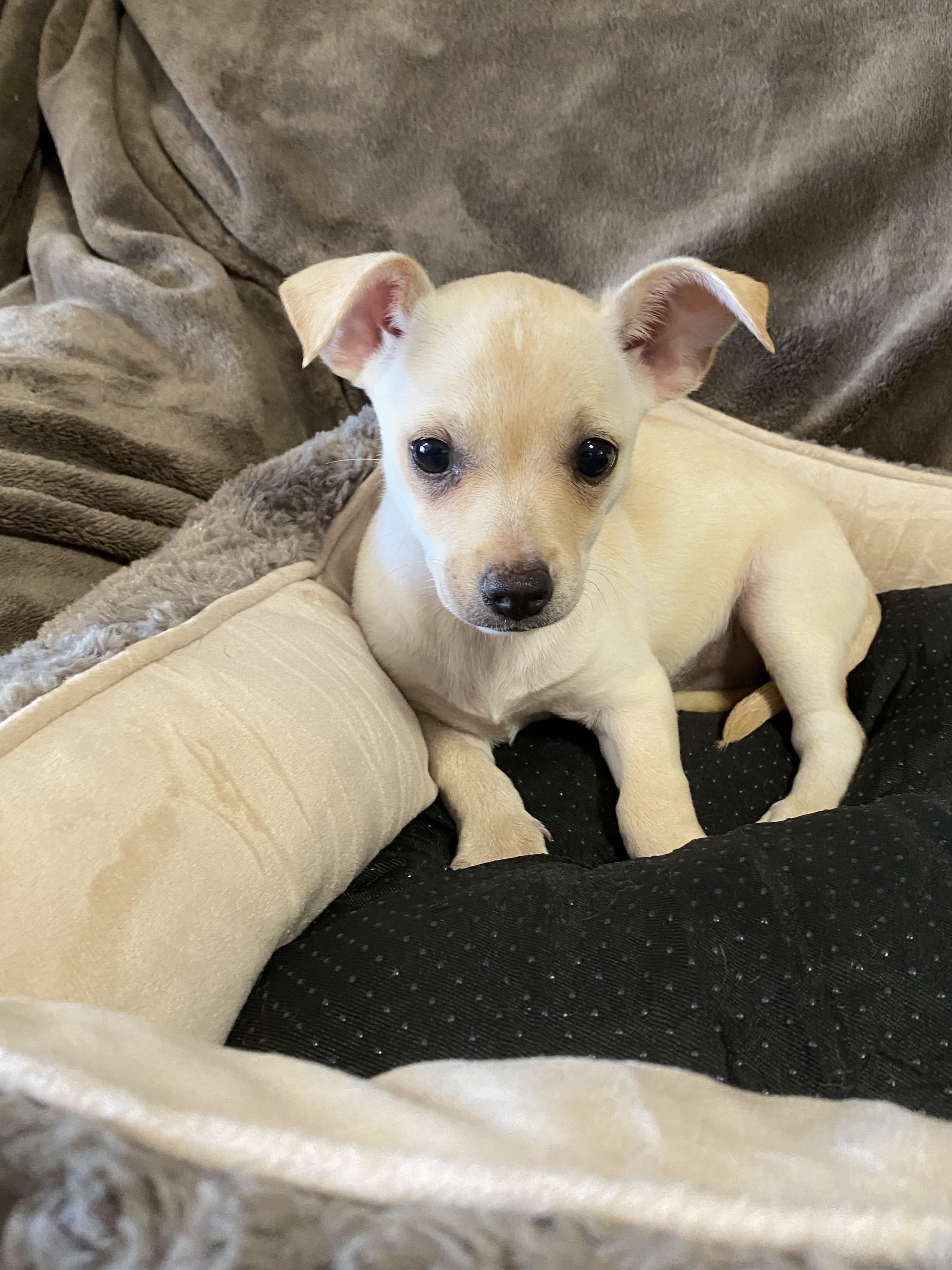 Sky, ADOPTABLE, Puppy Female Chihuahua.