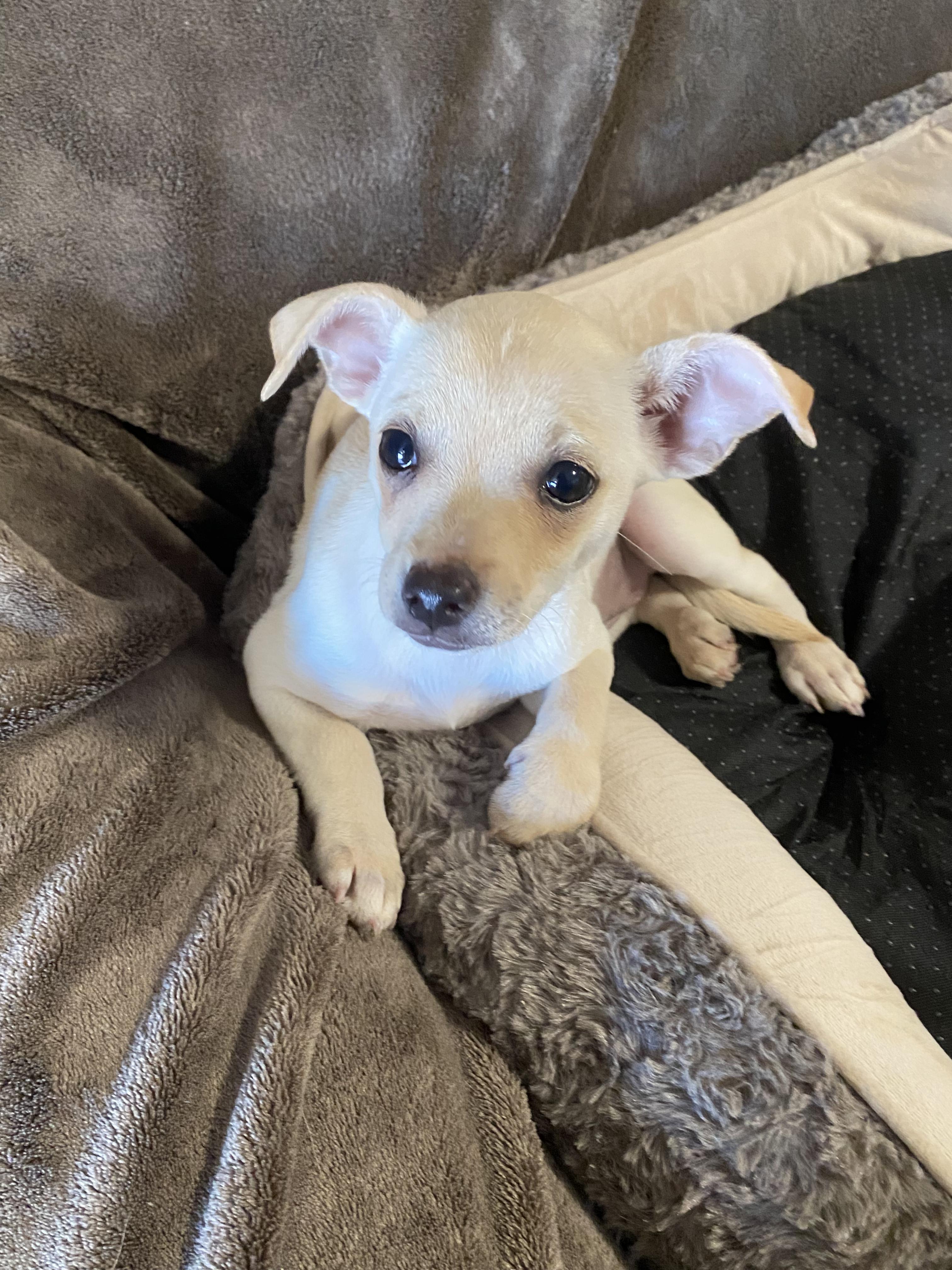 Enlarge Sky, a ADOPTABLE mixed breed in Oakland, CA image 5/6