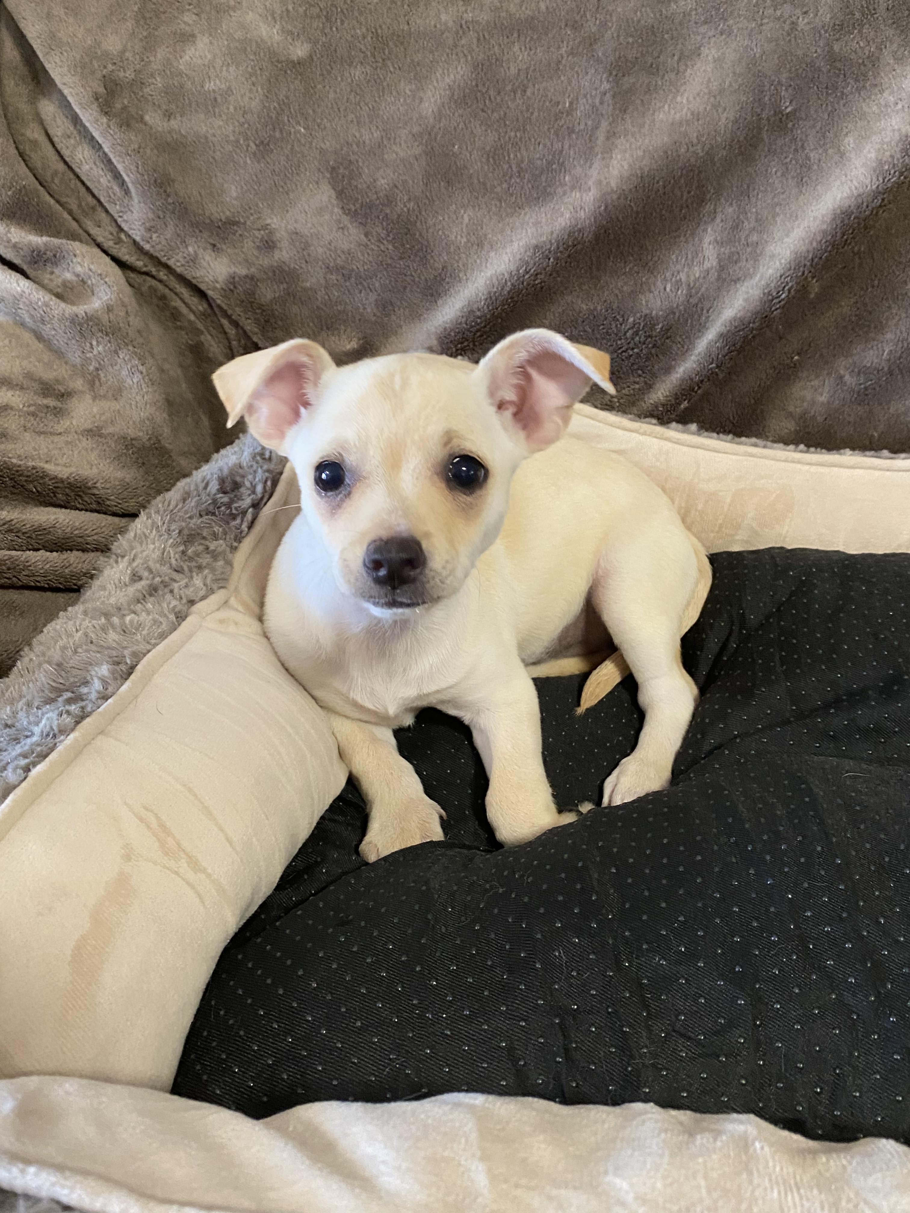 Enlarge Sky, a ADOPTABLE mixed breed in Oakland, CA image 3/6