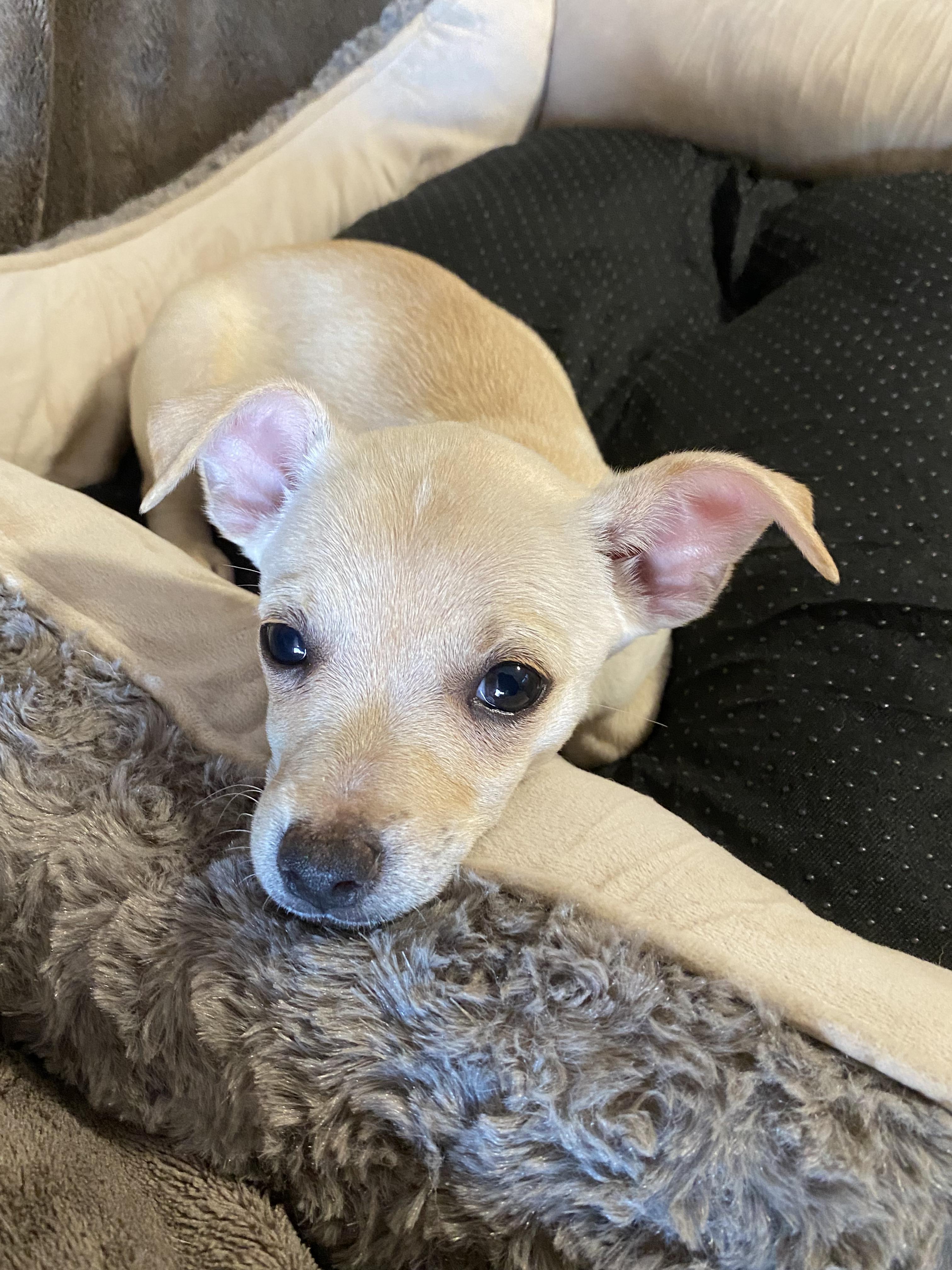 Enlarge Sky, a ADOPTABLE mixed breed in Oakland, CA image 2/6