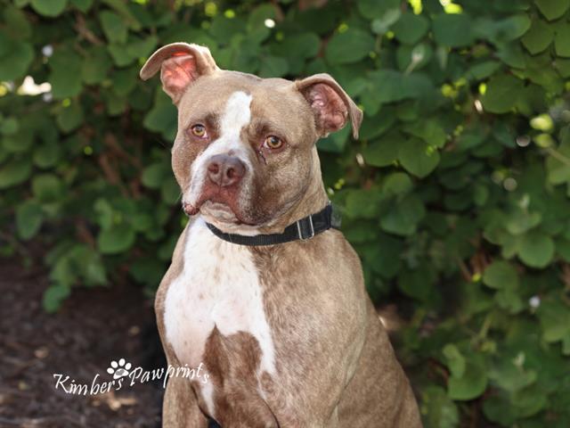 BEAR, Adoptable, Adult Male Boxer & Mixed Breed.