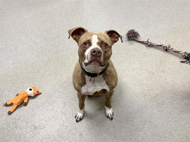 BEAR, Adoptable, Adult Male Boxer & Mixed Breed.