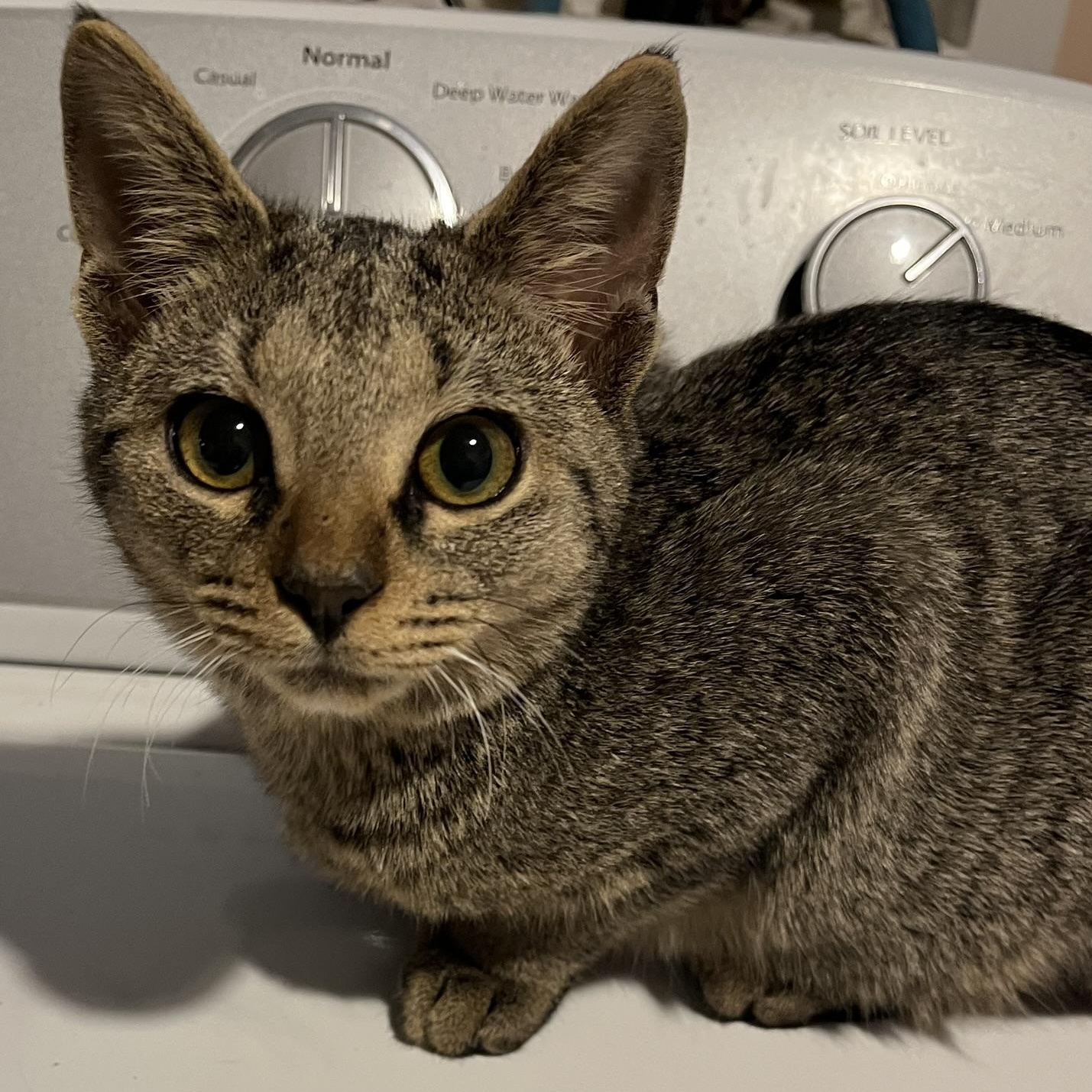 Starry, Adoptable, Kitten Male Tabby & Domestic Short Hair.