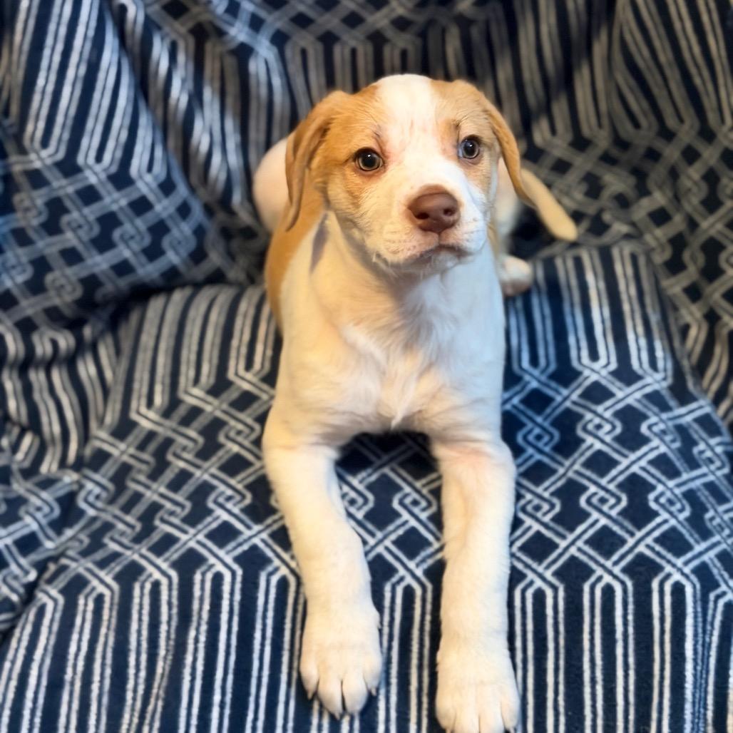 Prudence, Adoptable, Puppy Female Mixed Breed.