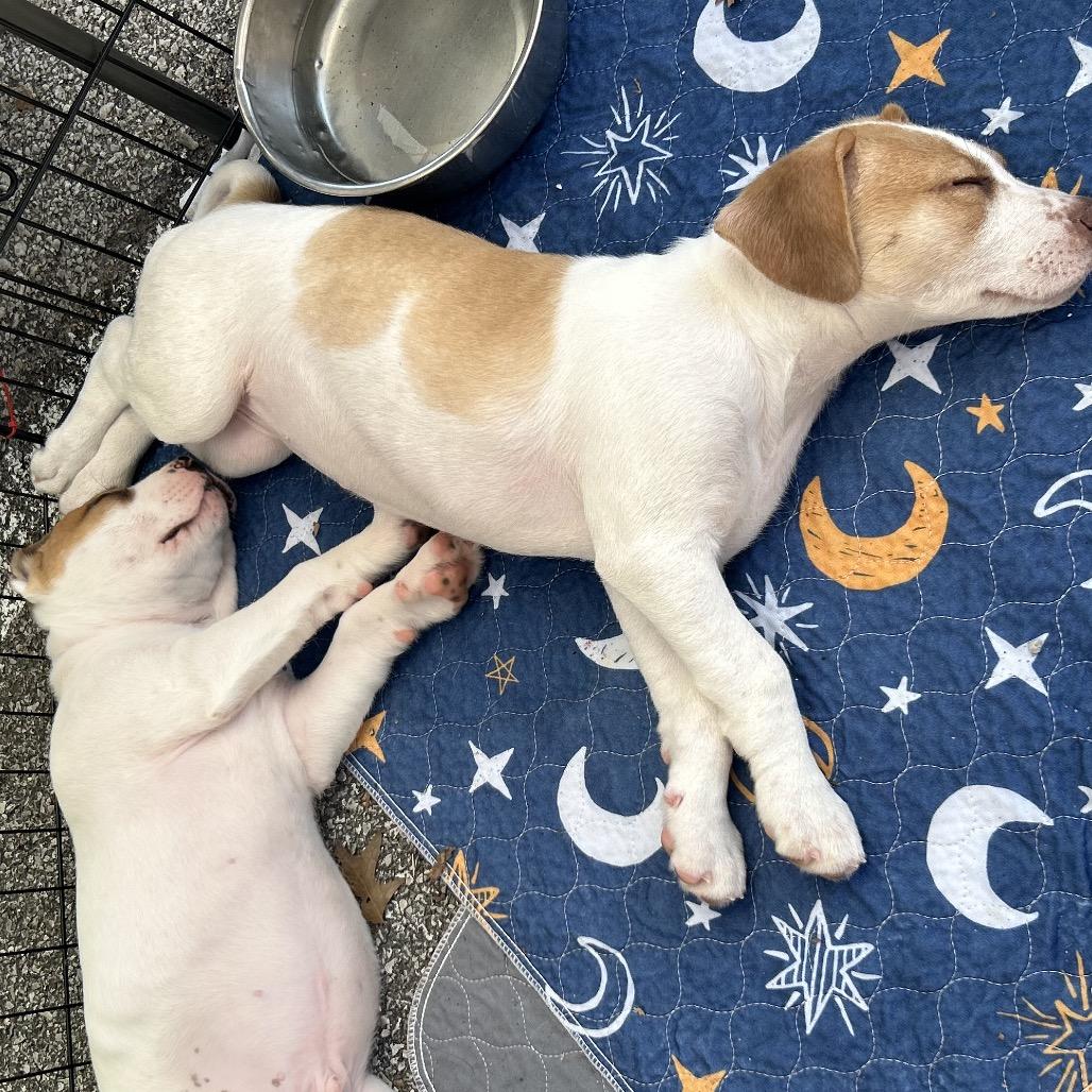 Enlarge Prudence, a Adoptable Mixed Breed in Kansas City, MO image 2/6