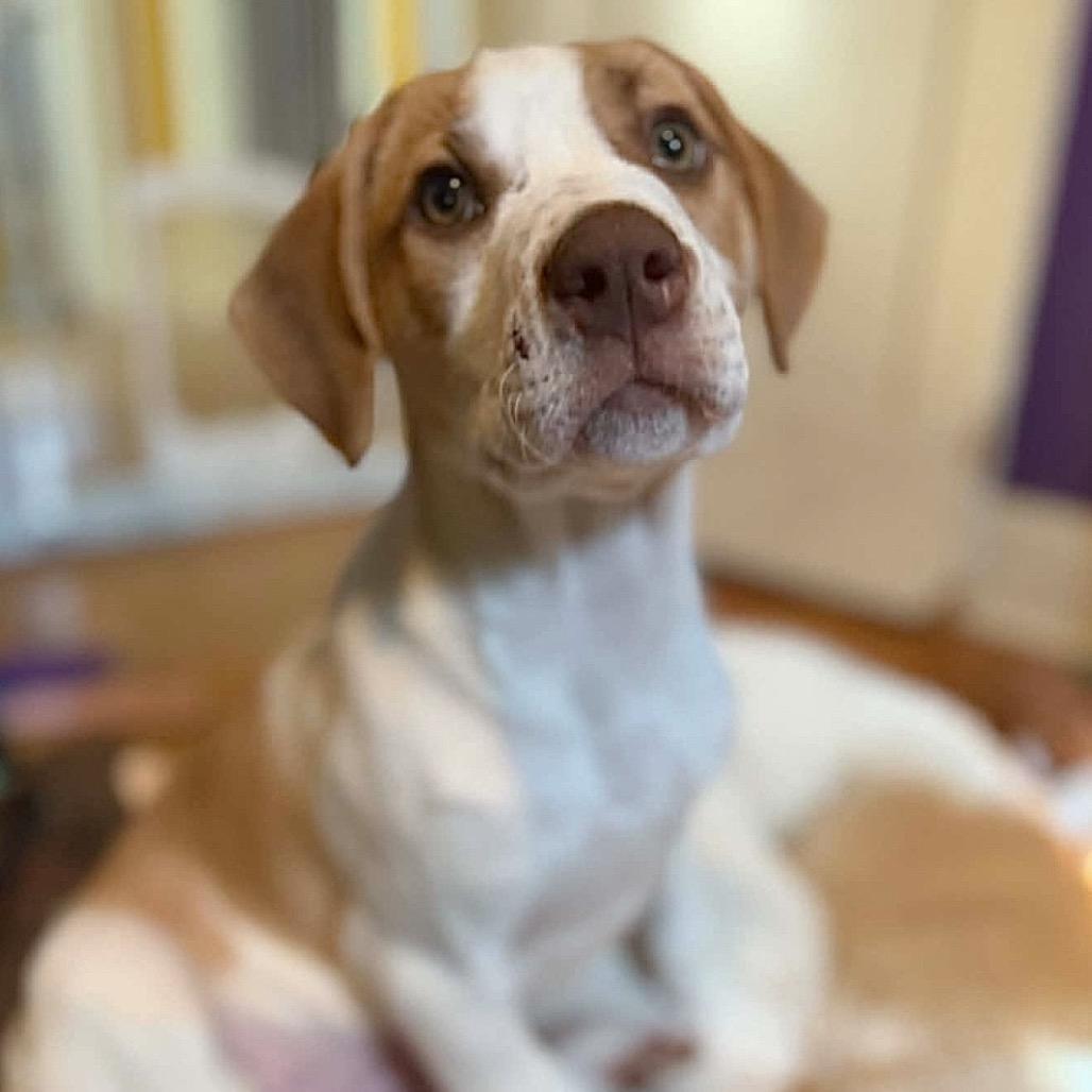 Enlarge Prudence, a Adoptable Mixed Breed in Kansas City, MO image 3/6