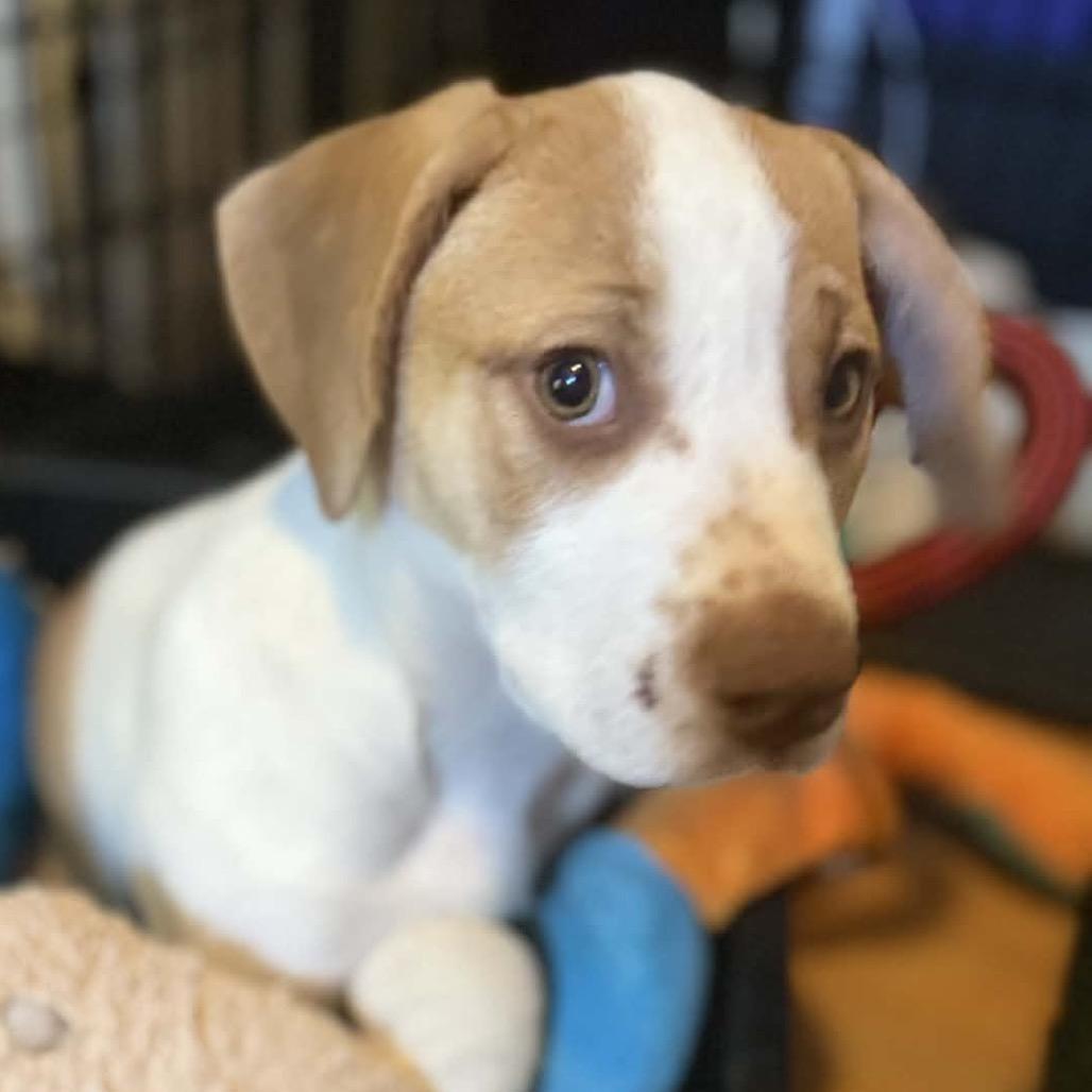 Enlarge Prudence, a Adoptable Mixed Breed in Kansas City, MO image 4/6