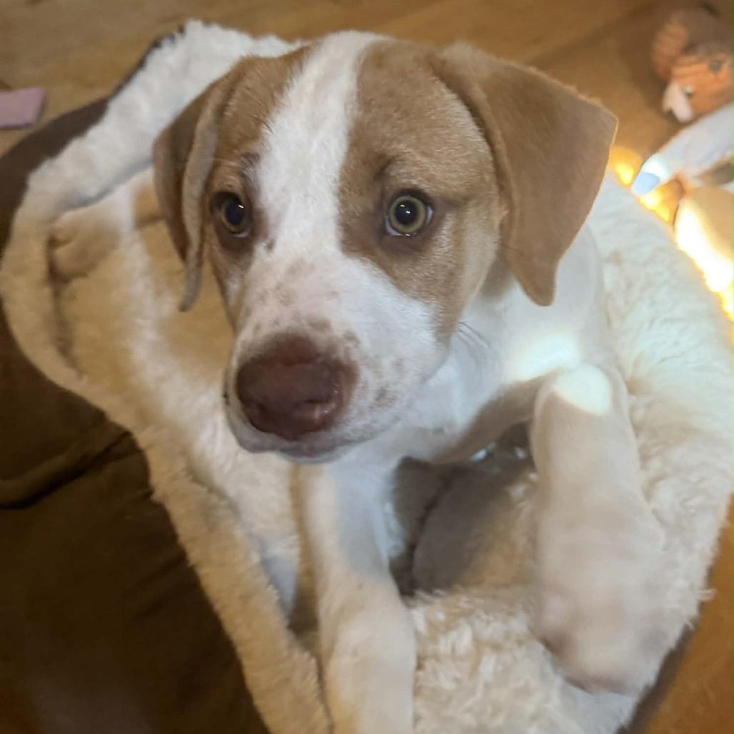 Enlarge Prudence, a Adoptable Mixed Breed in Kansas City, MO image 5/6