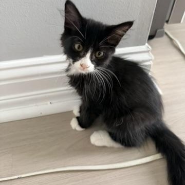 Yang, a ADOPTABLE Tuxedo in atlanta, GA image 3/3