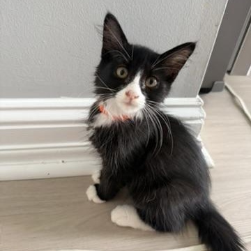 Yang, a ADOPTABLE Tuxedo in atlanta, GA image 2/3