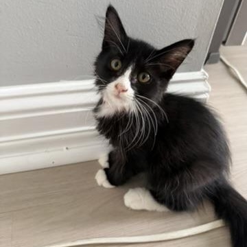 Yang, a ADOPTABLE Tuxedo in atlanta, GA image 1/3