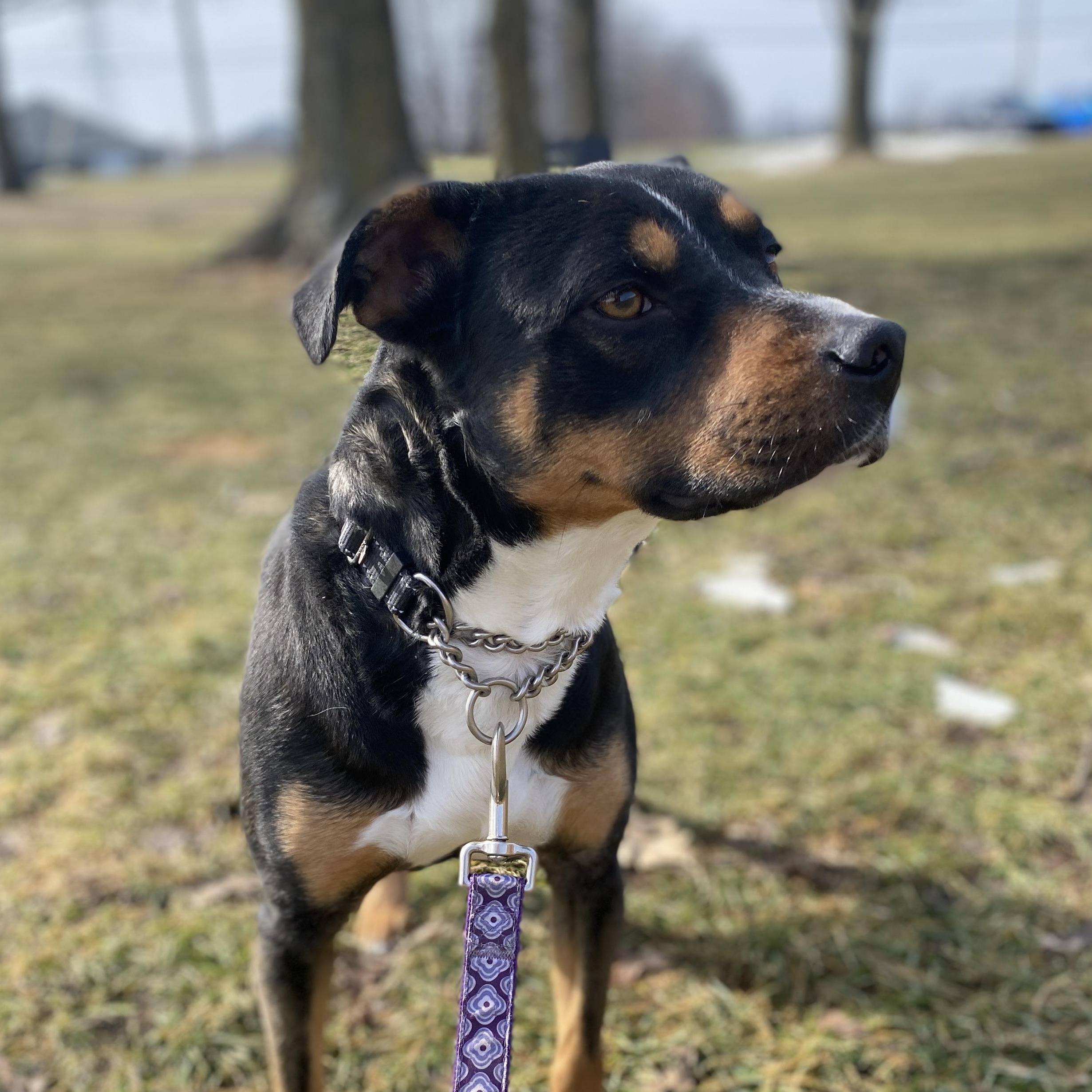 Enlarge Effie, an adoptable Mixed Breed in Elyria, OH image 3/3