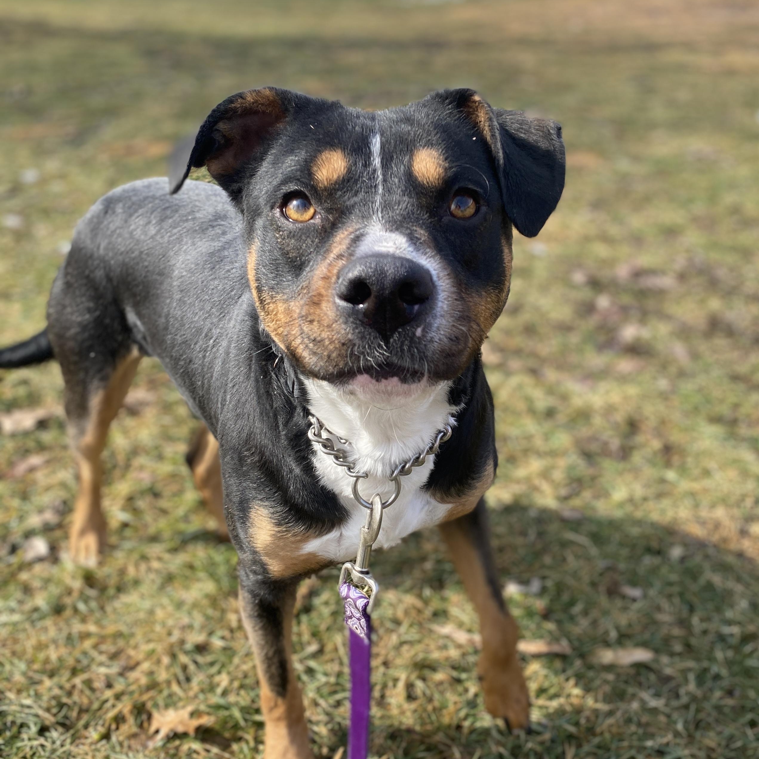 Enlarge Effie, an adoptable Mixed Breed in Elyria, OH image 1/3
