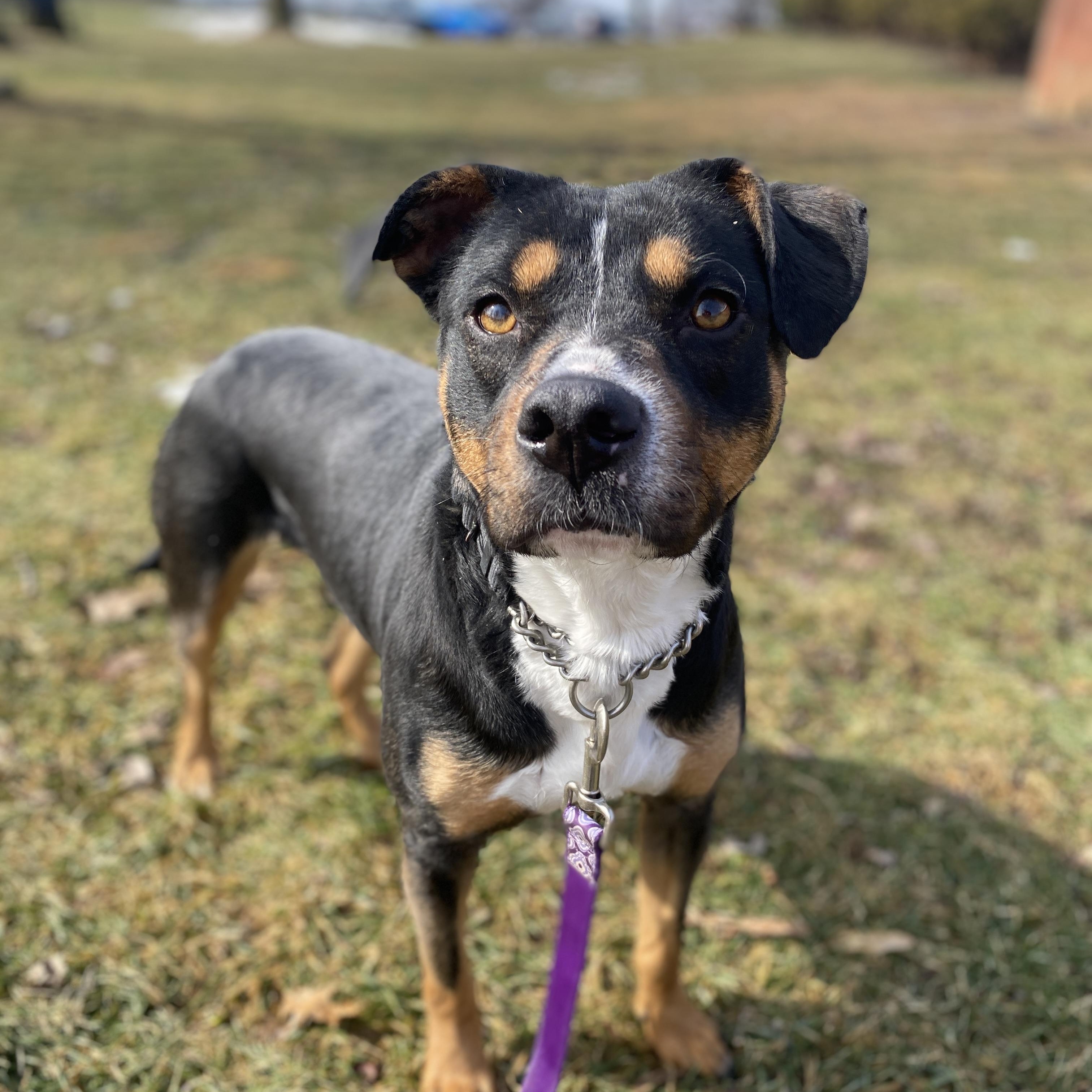 Enlarge Effie, an adoptable Mixed Breed in Elyria, OH image 2/3