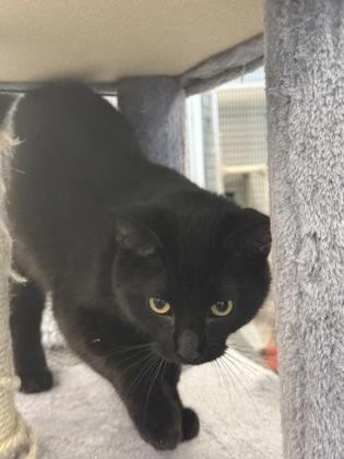 Archie, Adoptable, Young Male Domestic Short Hair & Domestic Short Hair.