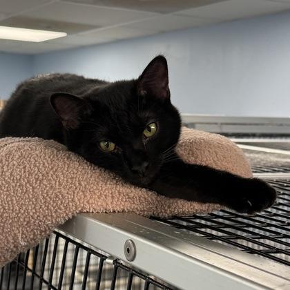 Archie, Adoptable, Young Male Domestic Short Hair & Domestic Short Hair.