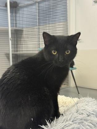 Archie, a Adoptable mixed breed in Mount Pleasant, IA image 3/3