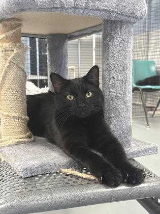 Enlarge Archie, a Adoptable mixed breed in Mount Pleasant, IA image 2/3