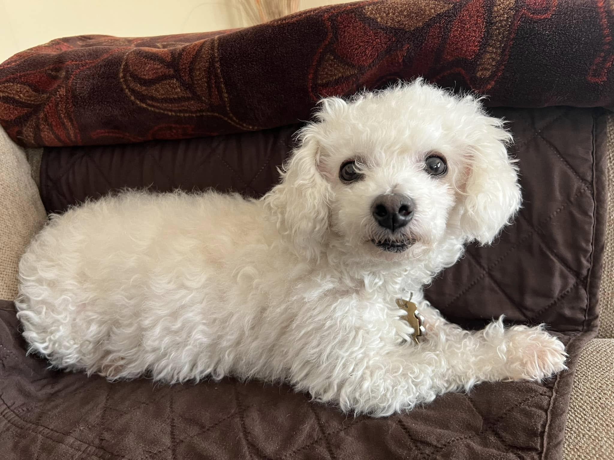 Courtesy Posting - Daisy