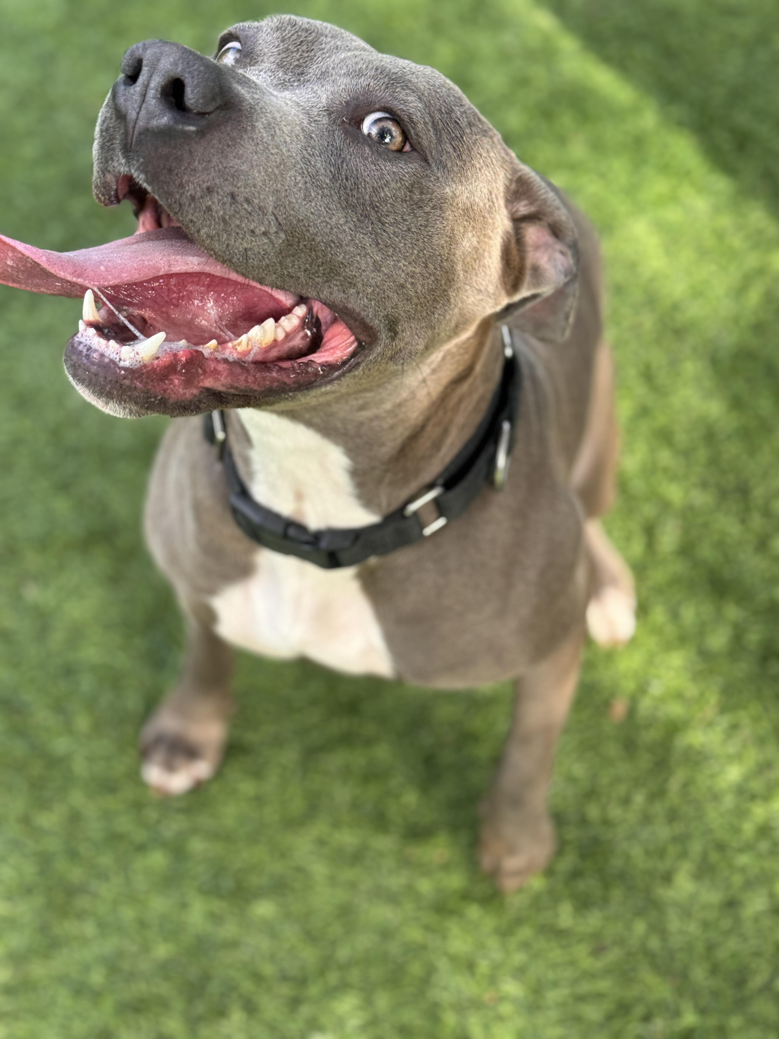 Enlarge Lavender, a Adoptable mixed breed in Claremont , CA image 1/6