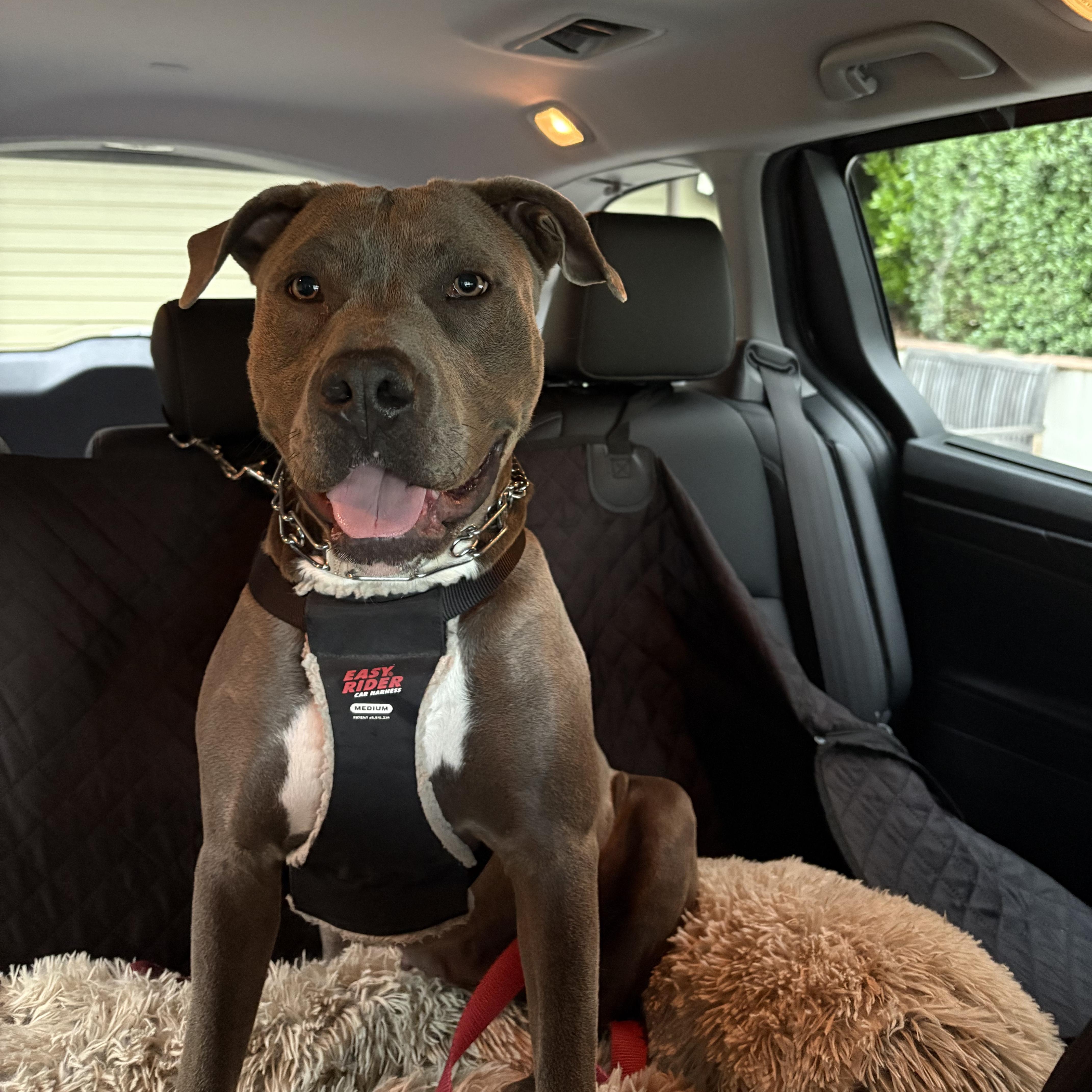 Enlarge Lavender, a Adoptable mixed breed in Claremont , CA image 3/6