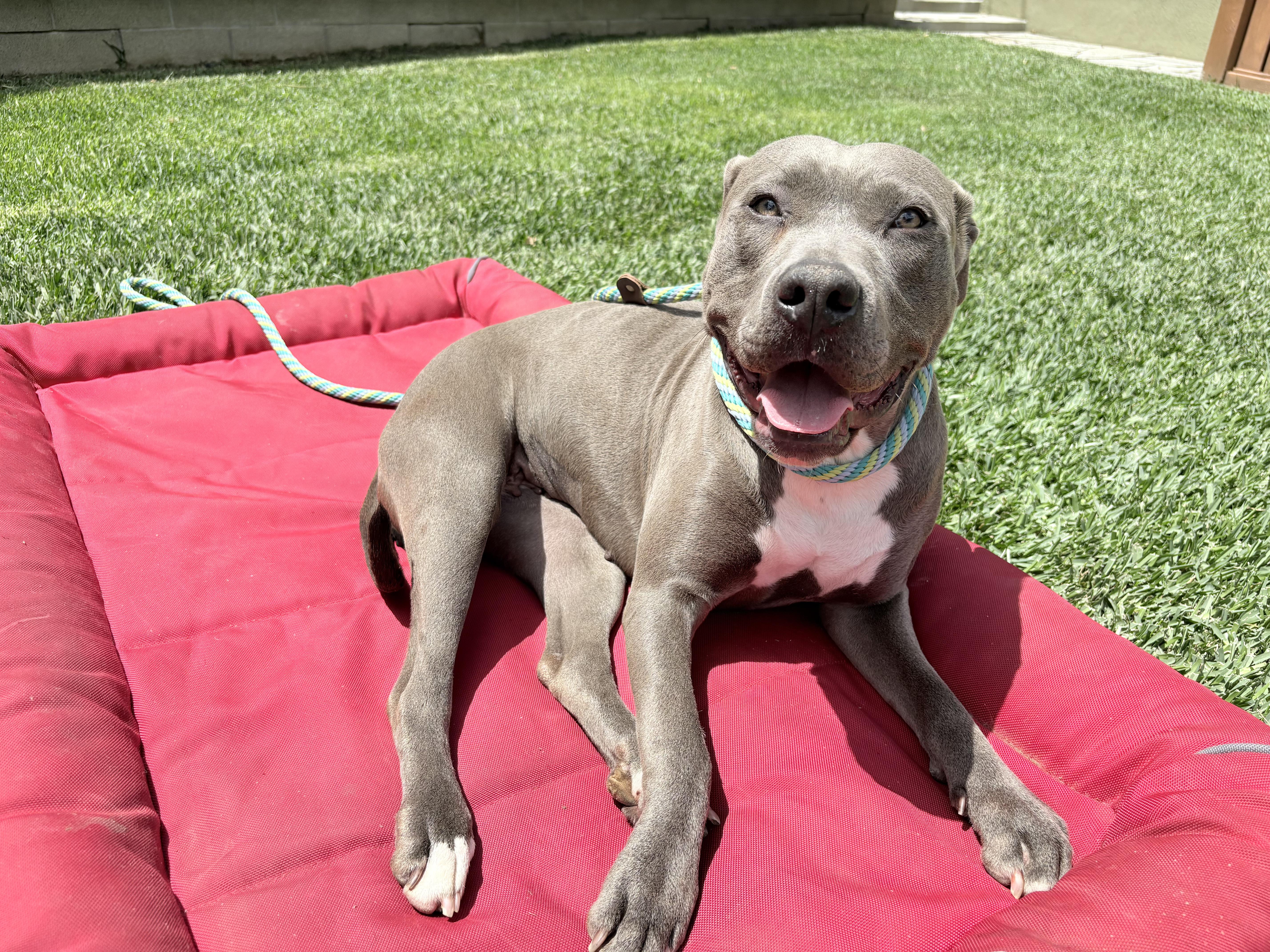 Lavender, Adoptable, Young Female Pit Bull Terrier & American Staffordshire Terrier.