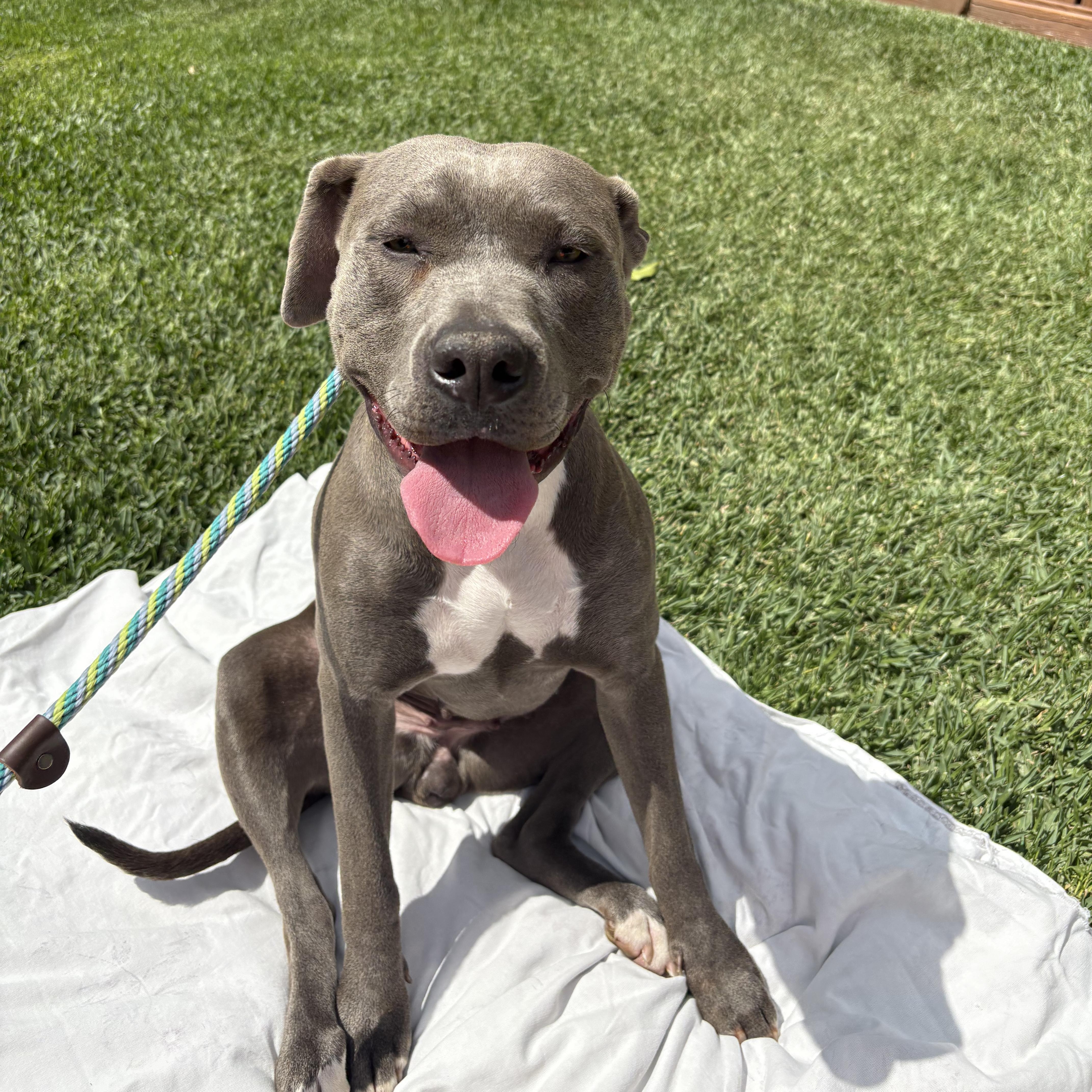 Lavender, Adoptable, Young Female Pit Bull Terrier & American Staffordshire Terrier.