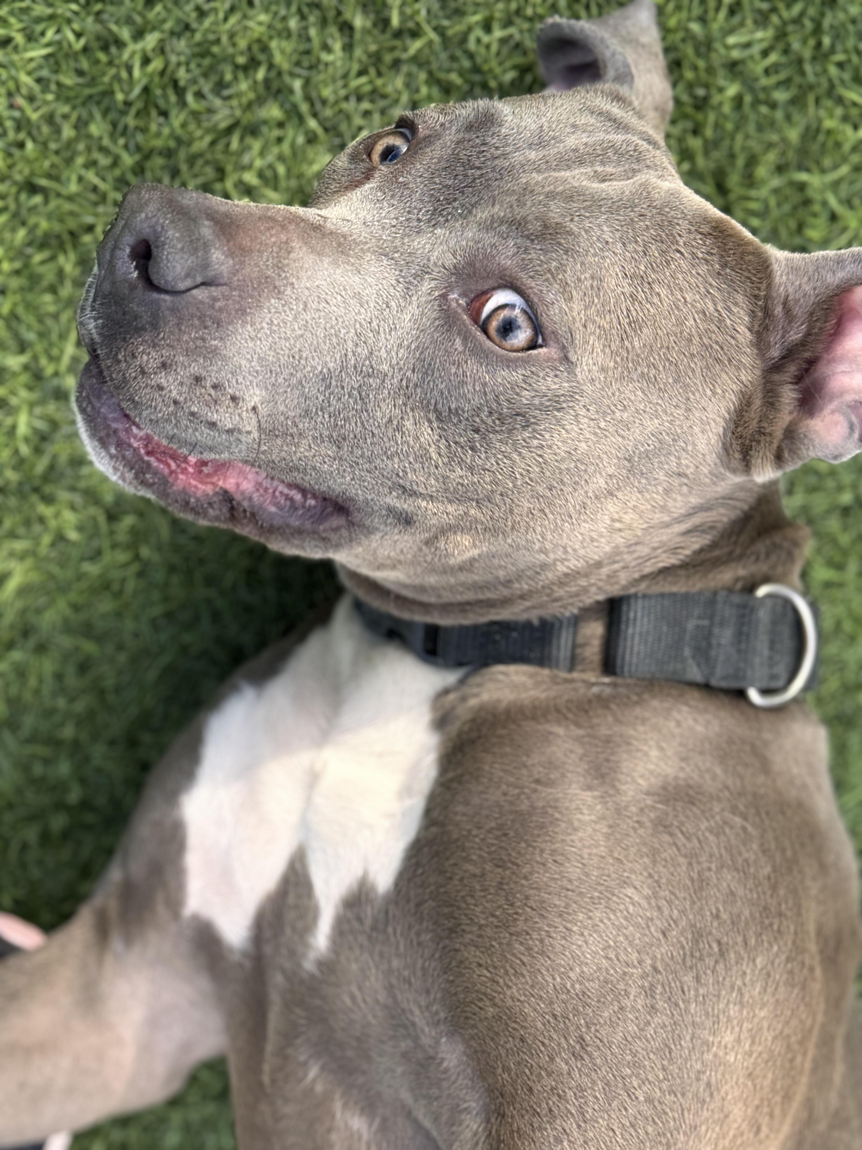 Enlarge Lavender, a Adoptable mixed breed in Claremont , CA image 5/6