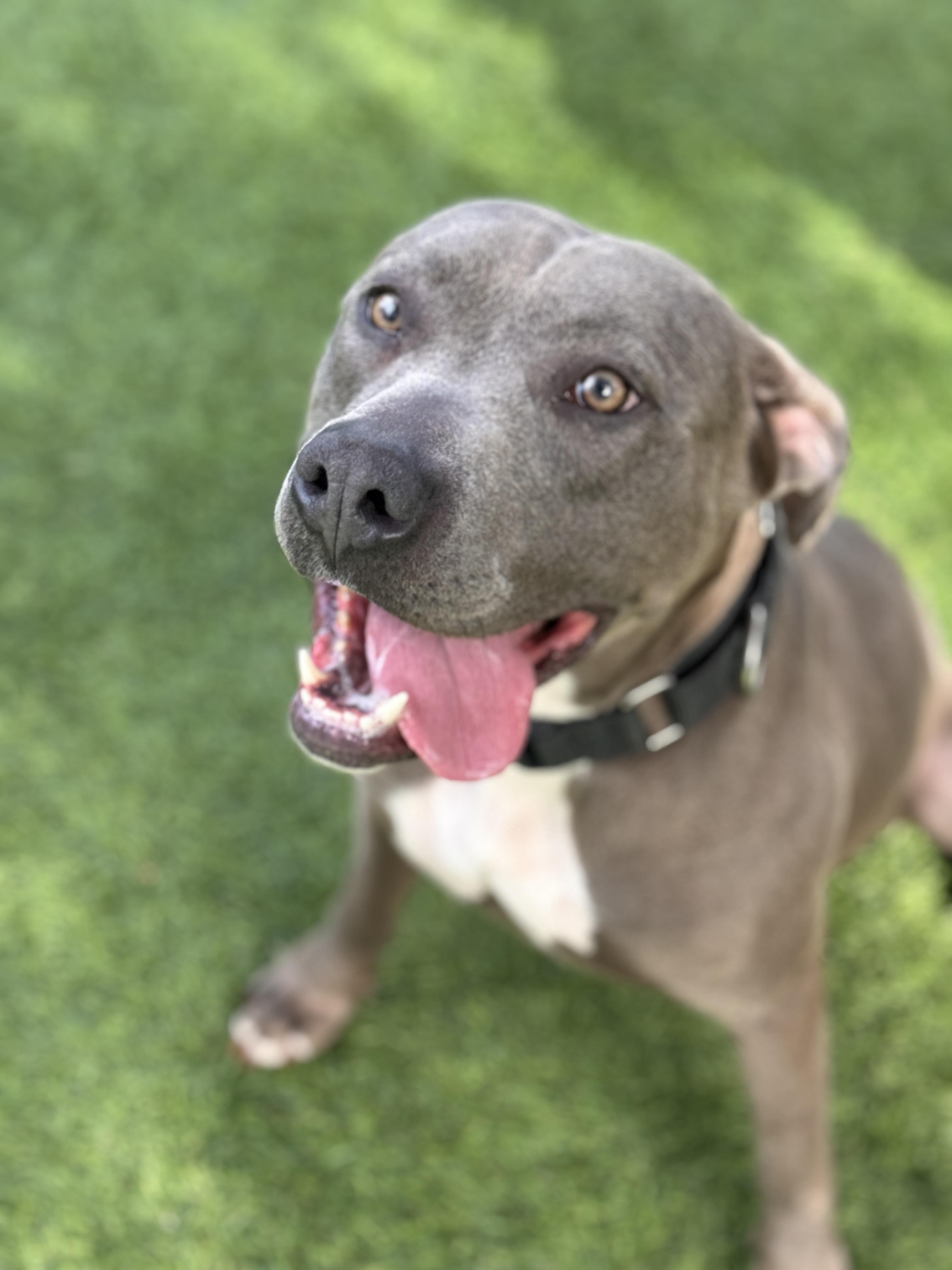 Enlarge Lavender, a Adoptable mixed breed in Claremont , CA image 6/6