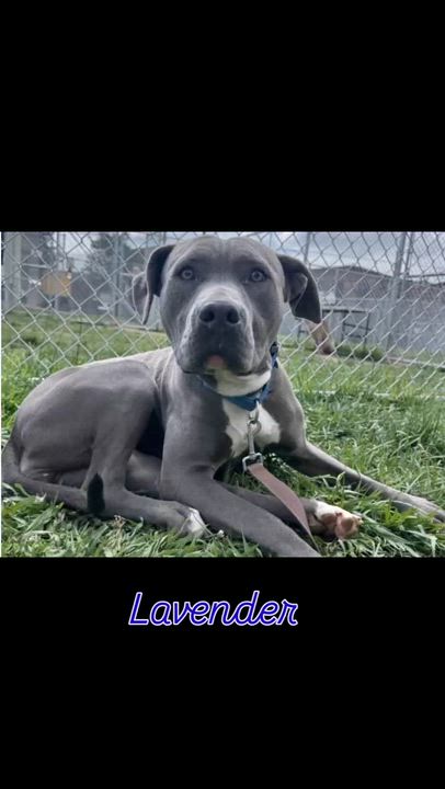 Enlarge Lavender, a Adoptable mixed breed in Claremont , CA video 6/6