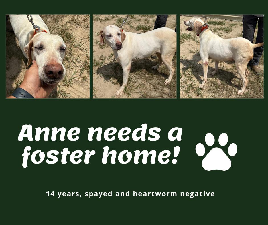 Needs Foster Anne (GA), ADOPTABLE, Senior Female English Pointer.