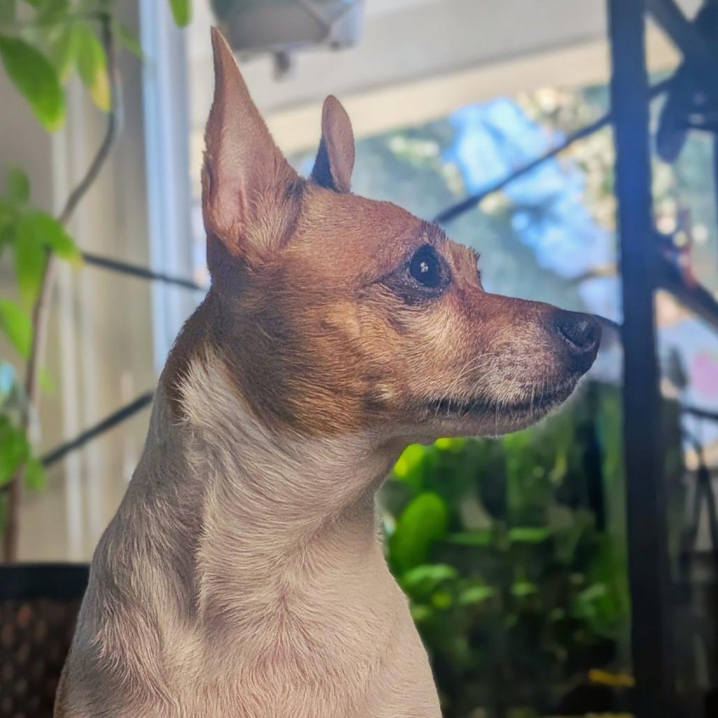 Trinket, Adoptable, Adult Female Chihuahua & Mixed Breed.