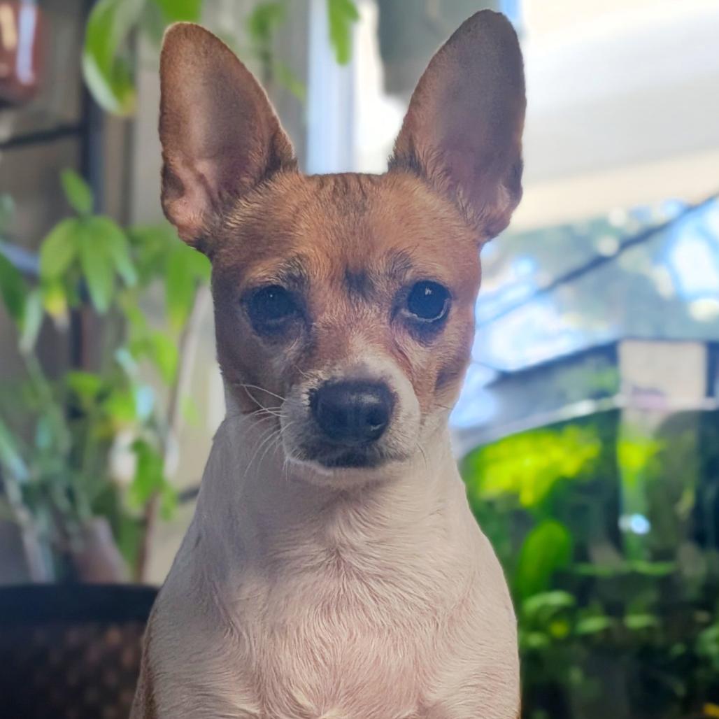 Trinket, Adoptable, Adult Female Chihuahua & Mixed Breed.