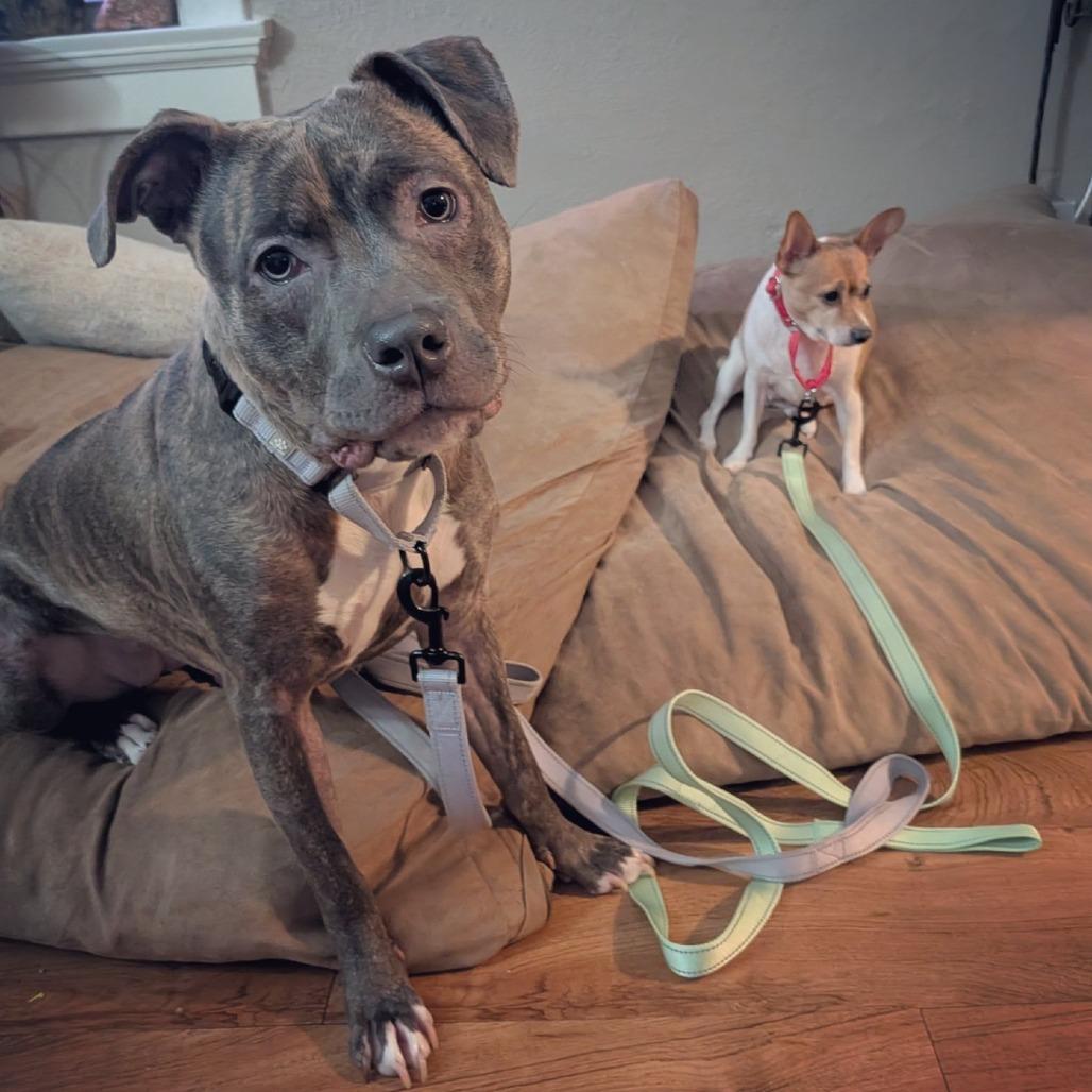 Enlarge Trinket, a Adoptable mixed breed in Washington Township, OH image 2/6