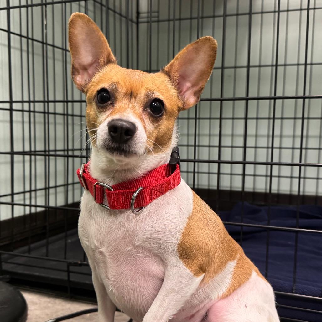 Enlarge Trinket, a Adoptable mixed breed in Washington Township, OH image 3/6