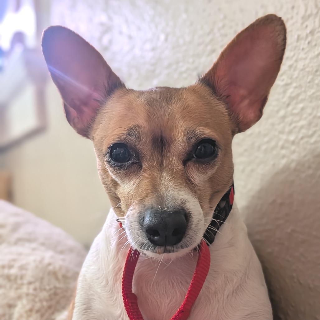 Enlarge Trinket, a Adoptable mixed breed in Washington Township, OH image 4/6