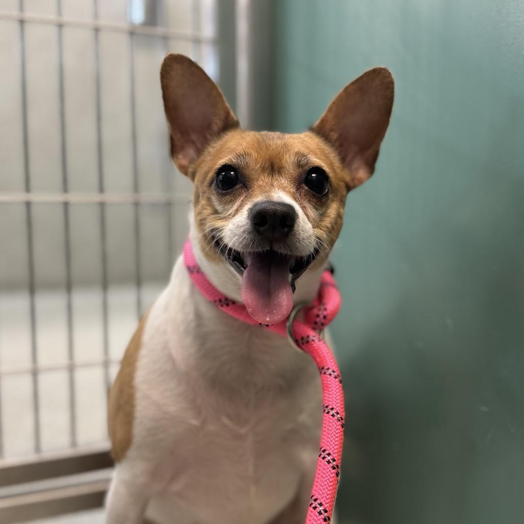 Enlarge Trinket, a Adoptable mixed breed in Washington Township, OH image 4/6