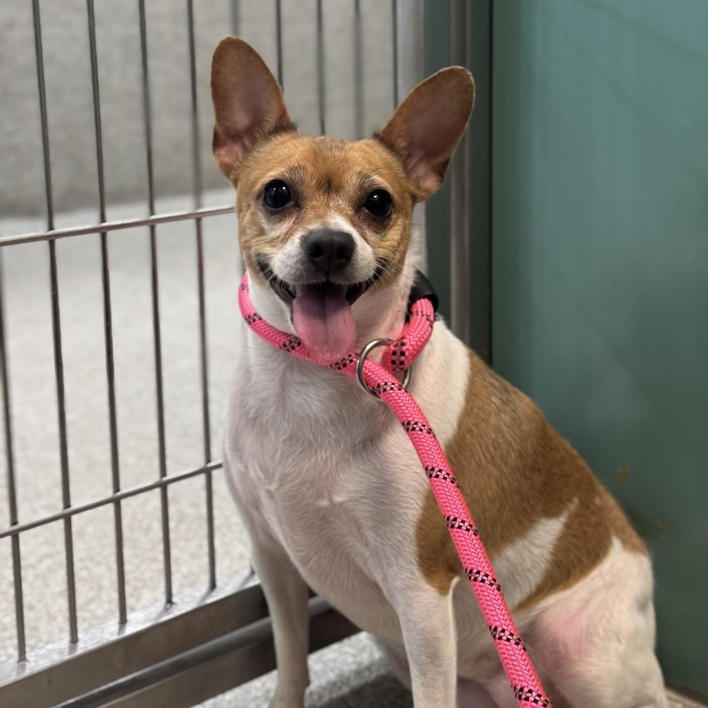 Enlarge Trinket, a Adoptable mixed breed in Washington Township, OH image 5/6