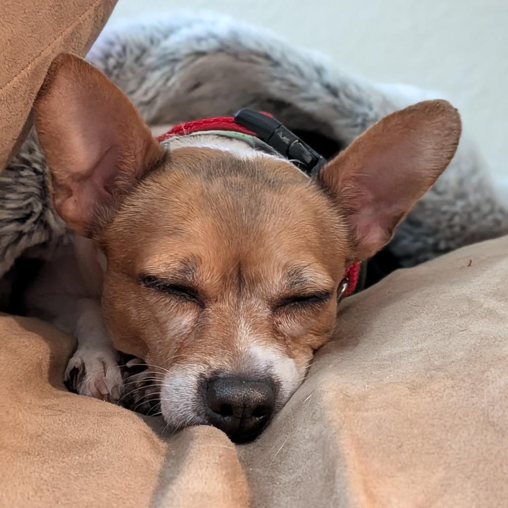 Enlarge Trinket, a Adoptable mixed breed in Washington Township, OH image 6/6