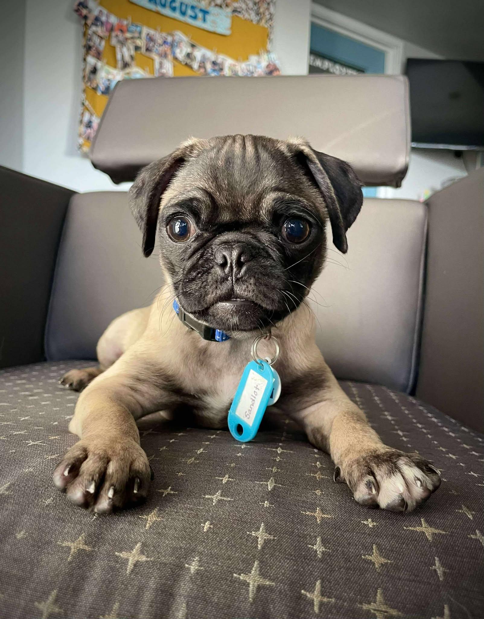 Little League Litter - Sandlot