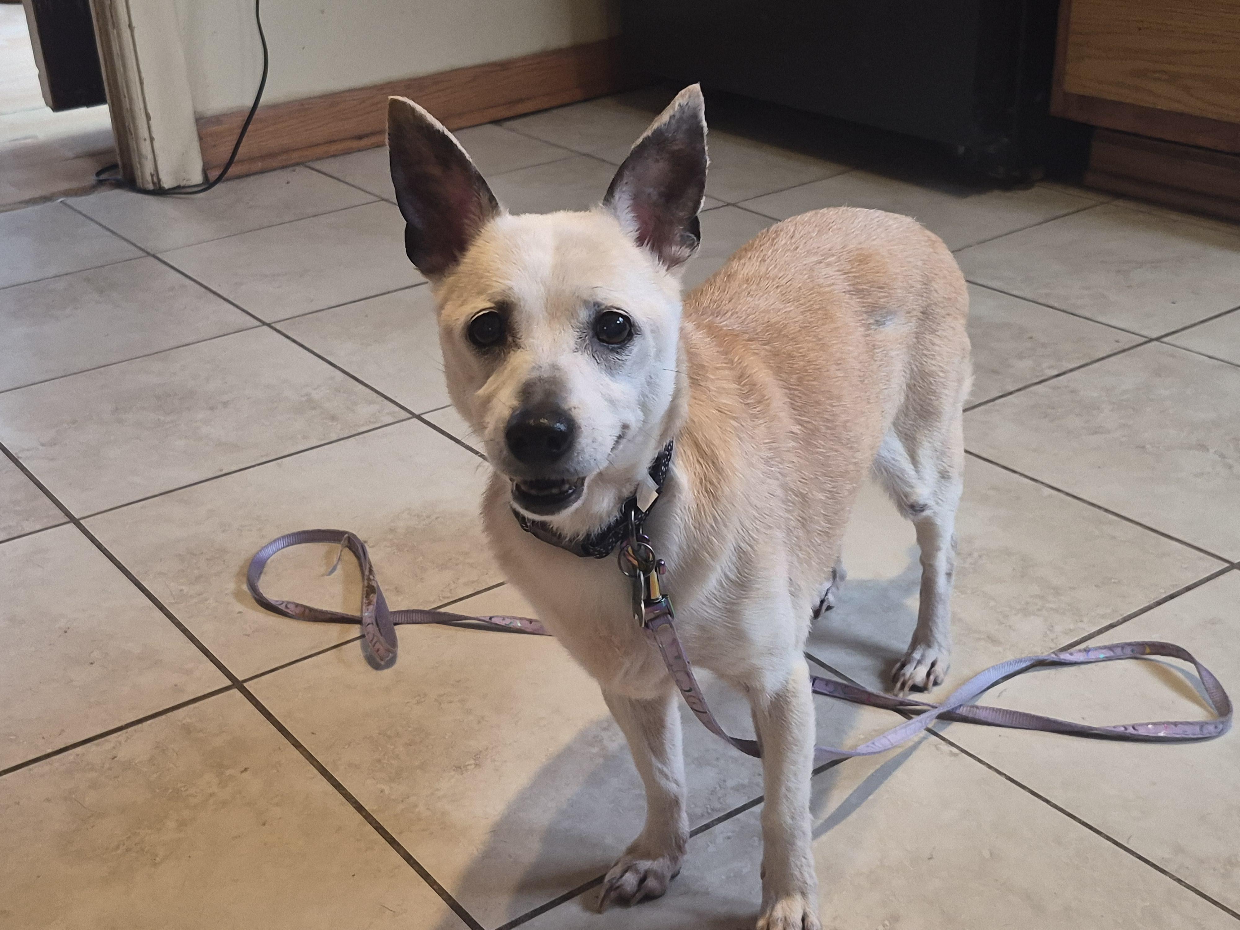 JC, a ADOPTABLE mixed breed in Aurora, IL image 3/4